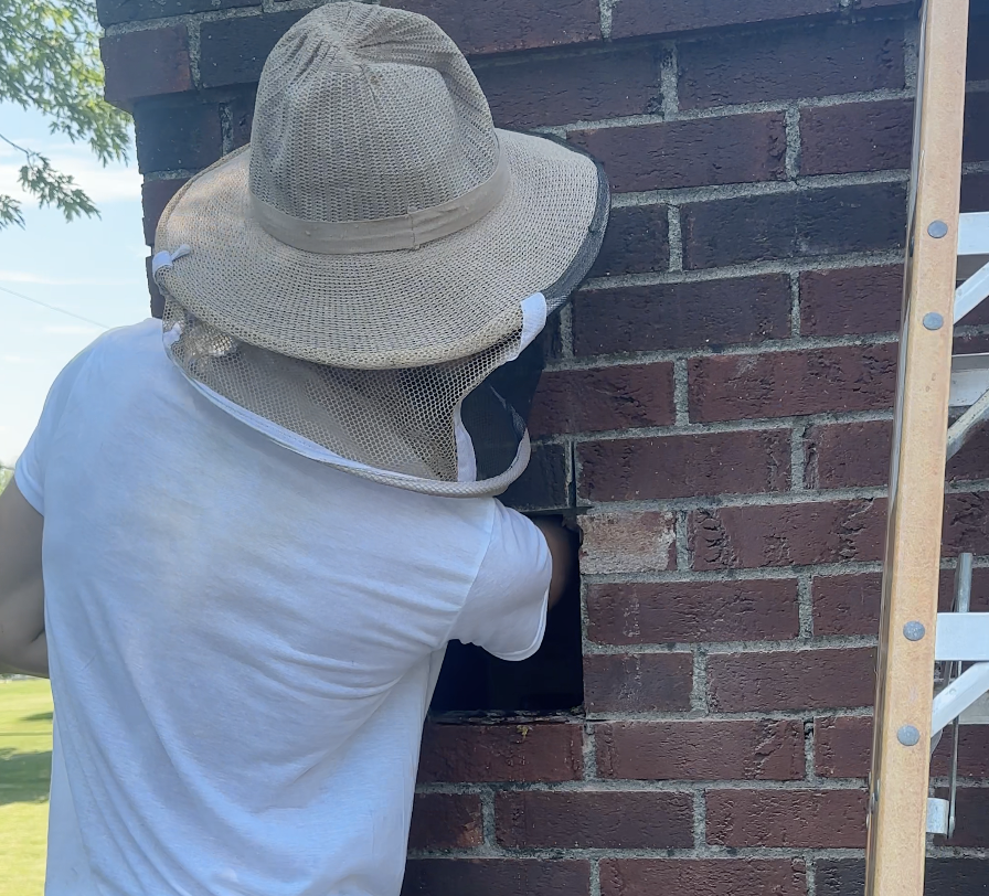 Beekeeper reaching into brick for Chimney Honeybee Removal