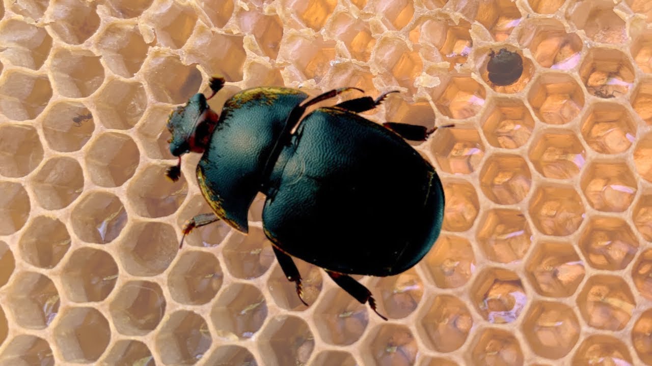 Aethina tumida