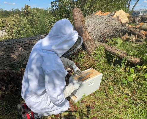 Beekeeper in Northwest Ohio serving Tiffin, Fostoria, and Findlay Ohio