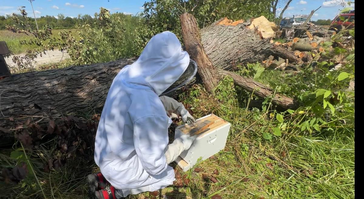 Beekeeper in Northwest Ohio serving Tiffin, Fostoria, and Findlay Ohio