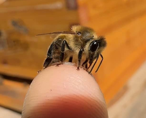 Northwest Ohio Western Honeybee