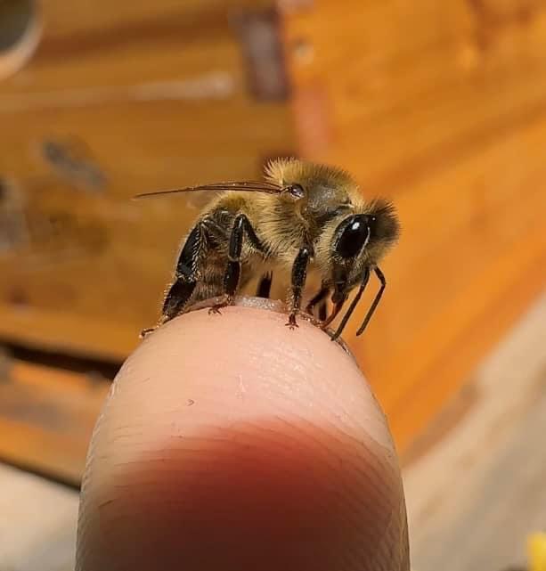 Northwest Ohio Western Honeybee