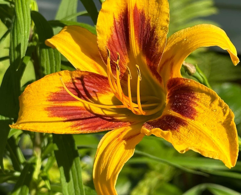 Daylilly flower for northwest ohio beekeeping