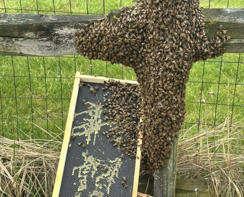 Northwest Ohio Beekeeper in Findlay, Fostoria, Tiffin