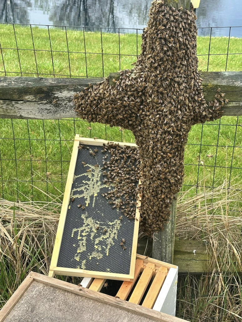 Northwest Ohio Beekeeper in Findlay, Fostoria, Tiffin