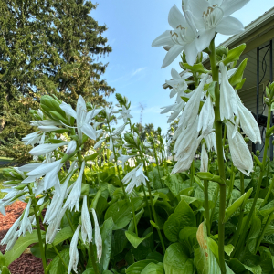 Fragrant Hosta (White Flowering) - 5-6 Stalks W/Leaves