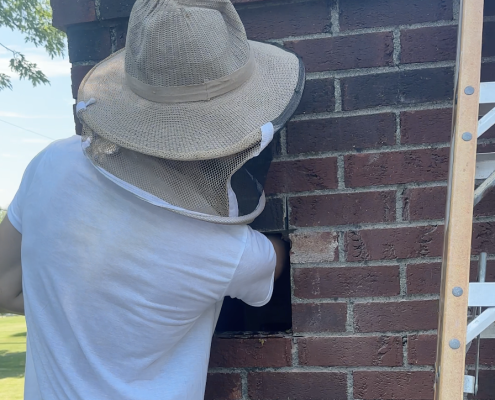 Beekeeper reaching into brick for Chimney Honeybee Removal