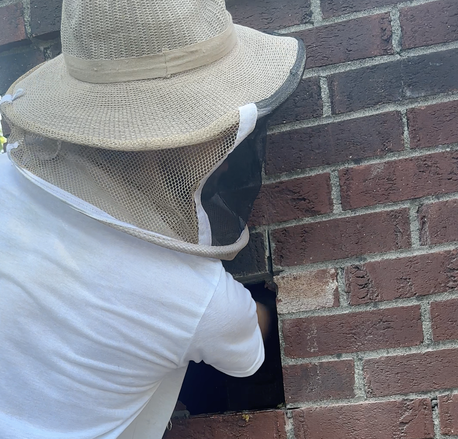 Beekeeper reaching into wall for Chimney Honeybee Removal