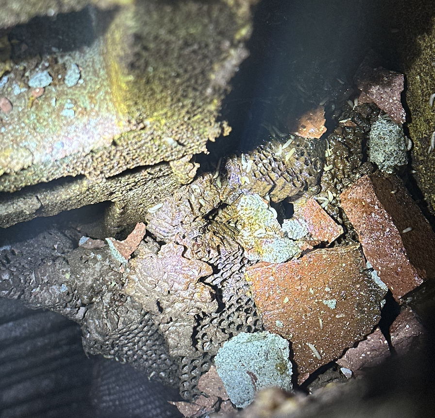 Damaged hive found during Chimney inspection