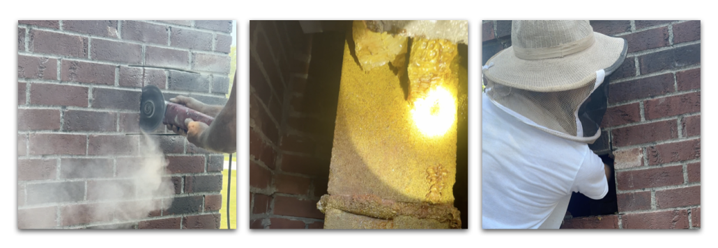 Chimney Honeybee Removal in Fostoria, Ohio