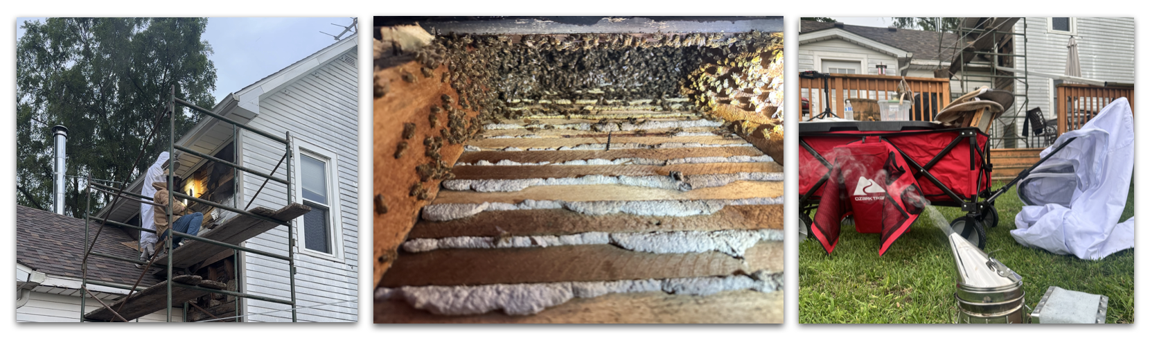 Honeybee Removal From Framed Wall