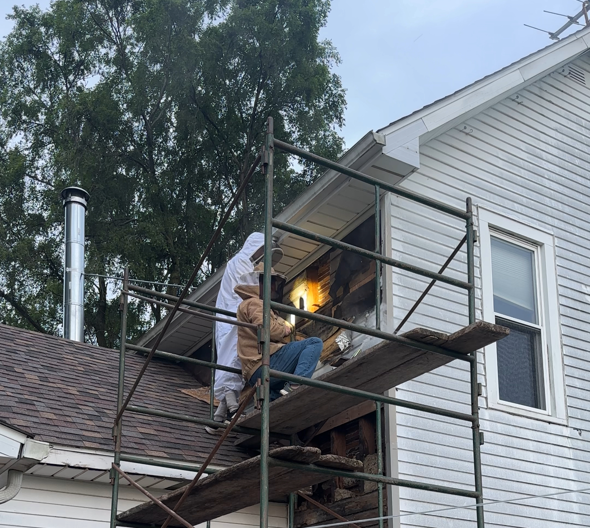 Honeybee Removal From Framed Wall