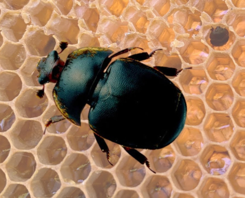 Aethina tumida