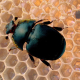 Aethina tumida