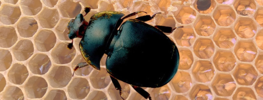 Aethina tumida