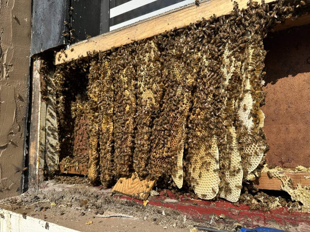IMG_1342 A thriving bee hive with active bees on honeycomb frames in an apiary.
