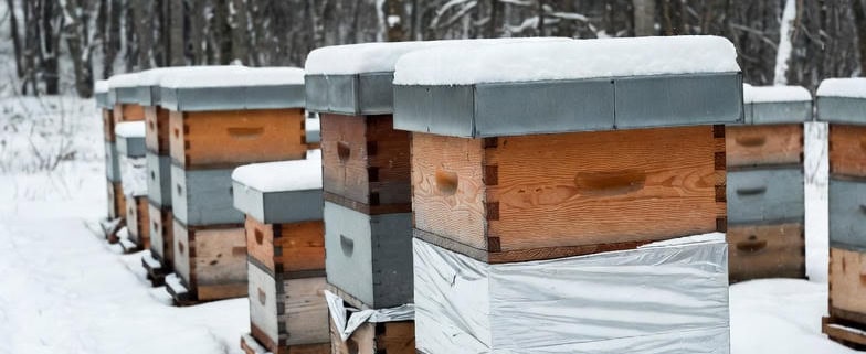 Beehives in the winter ohio
