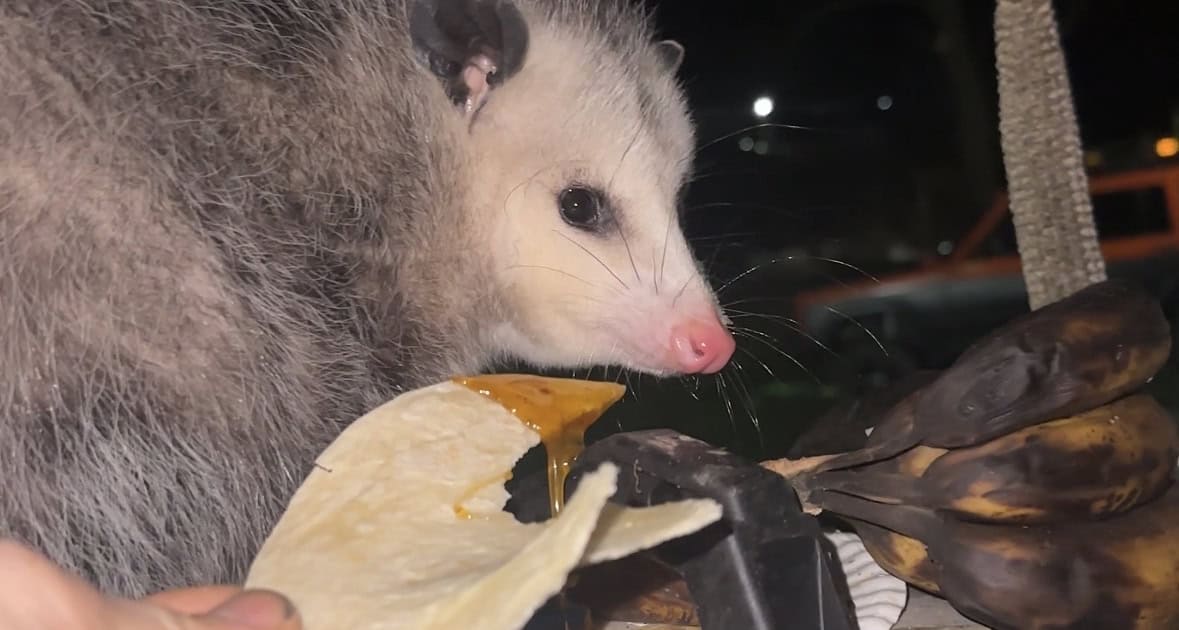 Curious opossum inspecting honeycomb at night, emphasizing wildlife and urban nature photography.