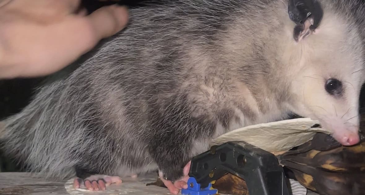 Curious hedgehog eating creamy treat outdoors, building mindfulness and connection with nature.