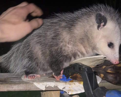 Curious hedgehog eating creamy treat outdoors, building mindfulness and connection with nature.