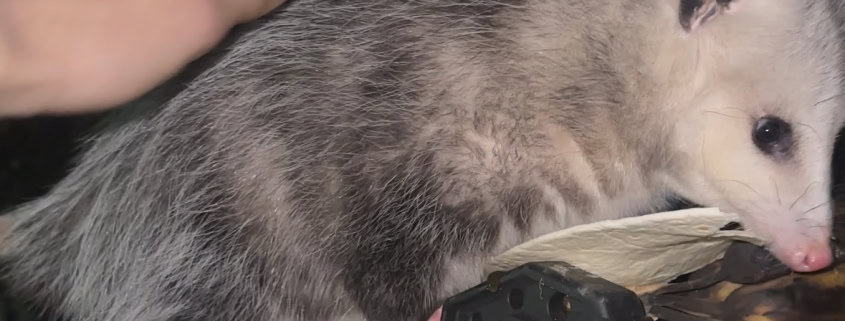 Curious hedgehog eating creamy treat outdoors, building mindfulness and connection with nature.