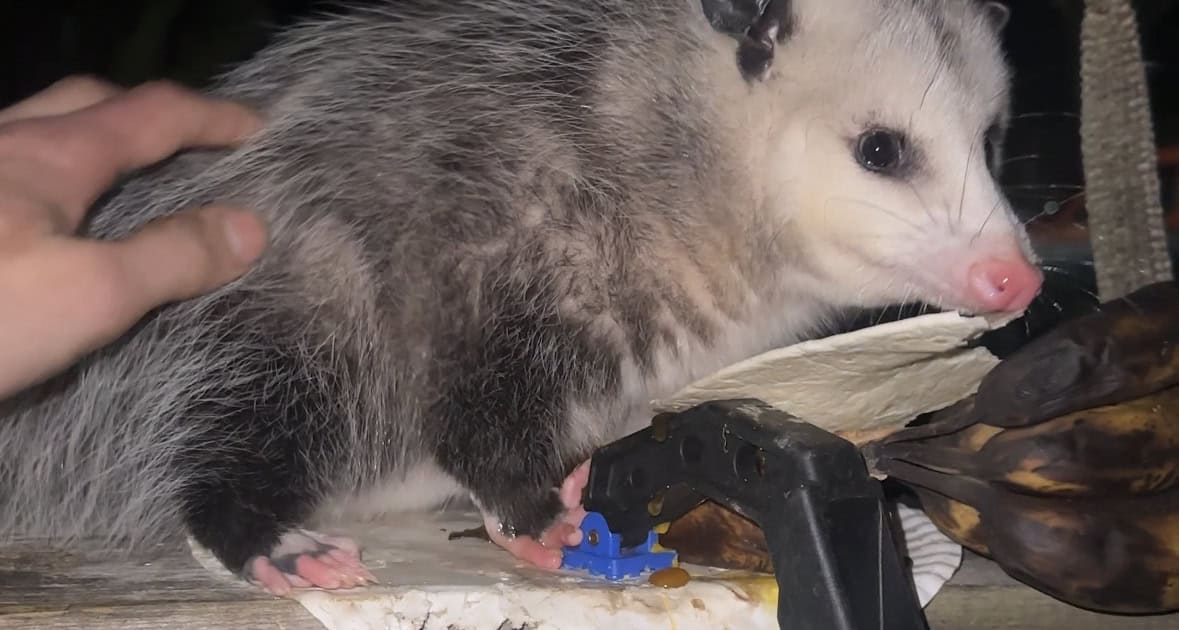 1. Baby opossum being examined with a tool, close-up, night setting, wildlife care.