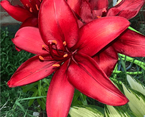 Vibrant red lily flower in full bloom, perfect for garden and floral enthusiasts.