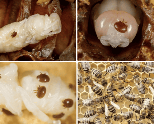 1. Queen bee larva in hive cell, healthy bee development, beekeeping, hive maintenance.