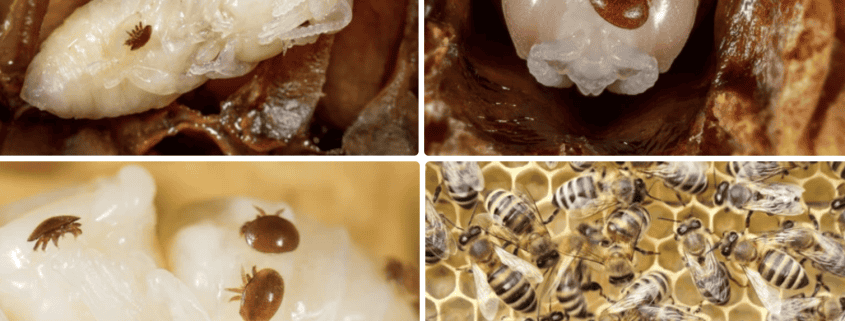 1. Queen bee larva in hive cell, healthy bee development, beekeeping, hive maintenance.