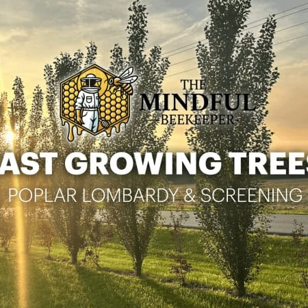 Lush trees at sunrise promoting fast-growing poplar Lombardy for beekeeping and screening.
