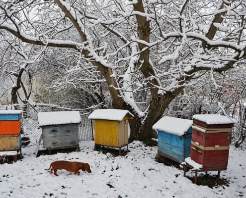 Colorful beehives in winter snow, emphasizing mindful beekeeping and natural hive environments.