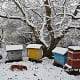 Colorful beehives in winter snow, emphasizing mindful beekeeping and natural hive environments.