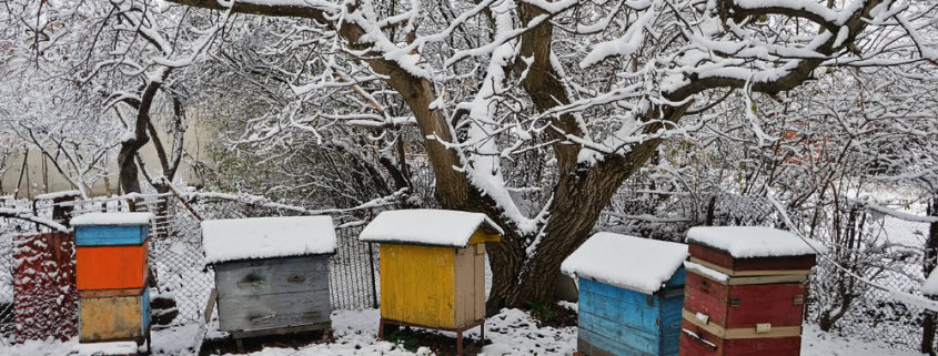 Colorful beehives in winter snow, emphasizing mindful beekeeping and natural hive environments.