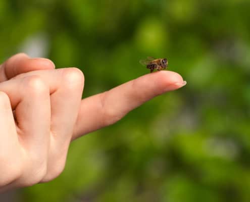 Close-up of a bee on a person's finger, emphasizing beekeeping and mindfulness in nature.