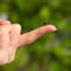 Close-up of a bee on a person's finger, emphasizing beekeeping and mindfulness in nature.
