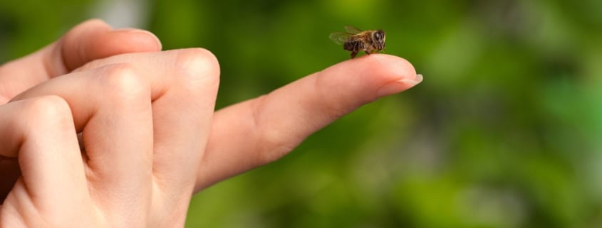 Close-up of a bee on a person's finger, emphasizing beekeeping and mindfulness in nature.