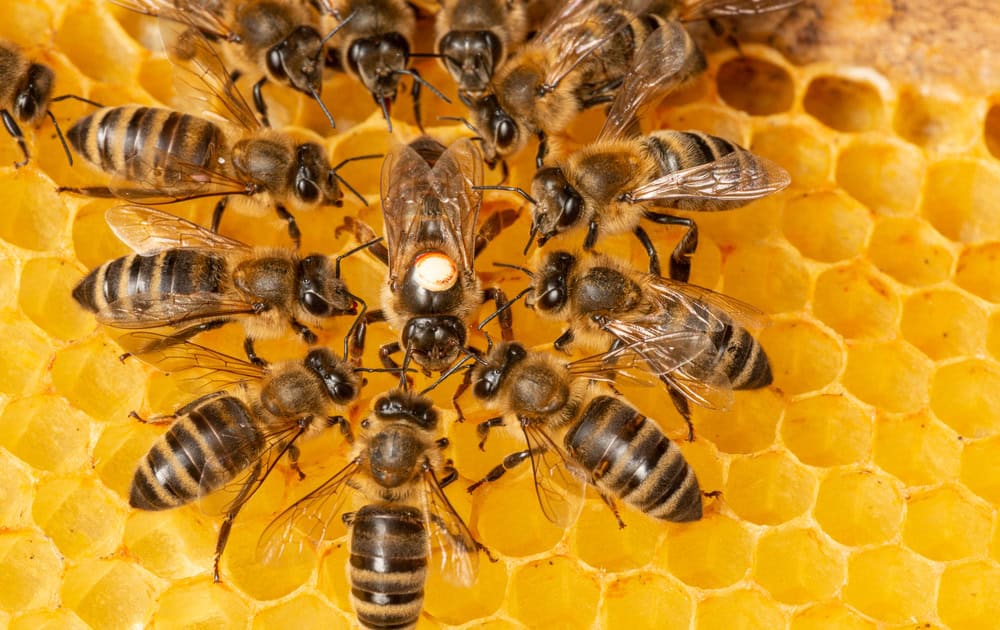 A close-up of honey bees on honeycomb, showcasing hive activity and bee health.