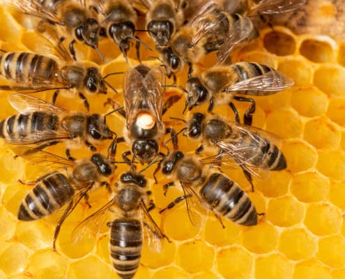A close-up of honey bees on honeycomb, showcasing hive activity and bee health.