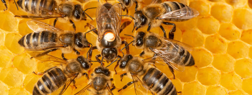 A close-up of honey bees on honeycomb, showcasing hive activity and bee health.