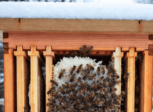 Healthy honeybees cluster around honeycomb inside a wooden hive.