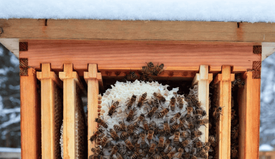 Healthy honeybees cluster around honeycomb inside a wooden hive.