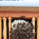 Healthy honeybees cluster around honeycomb inside a wooden hive.