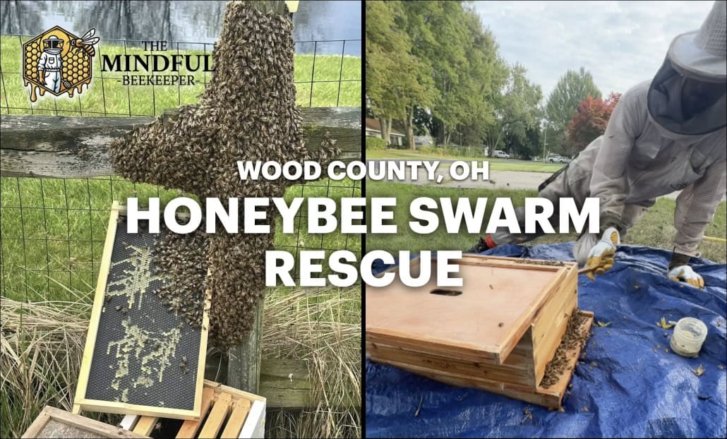 Beekeeper inspecting honeybee hive swarm rescue in Wood County, Ohio, for hive health.