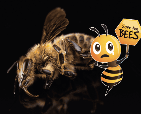 Busy honeybee with cartoon bee mascot holding "Save the Bees" sign for pollinator conservation awareness.