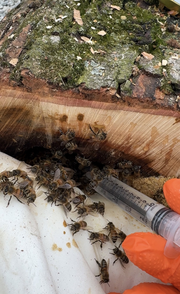 Honeybee Beekeeper Defiance, Ohio