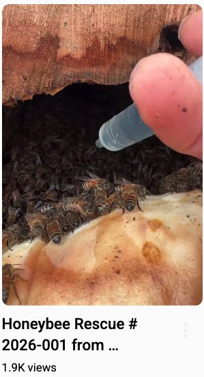 Honeybees being rescued from hive entrance with a syringe.