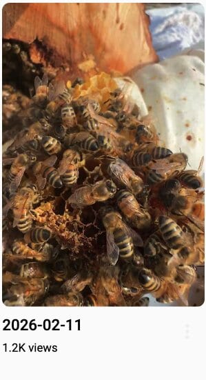 Bees on honeycomb in a hive, showcasing natural beekeeping and honey production.