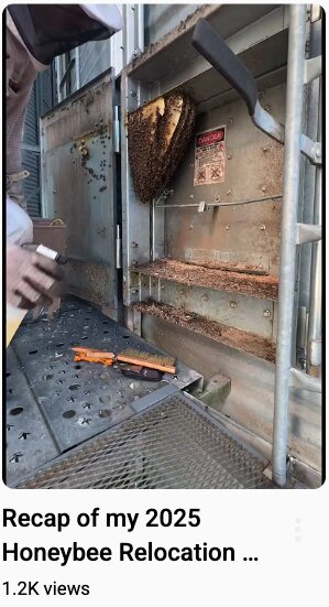 Beekeeper inspecting honeycomb frames in a hive for health and honey production.