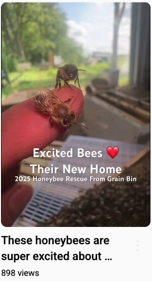 Two honeybees on a person's finger near a hive, celebrating their new home.
