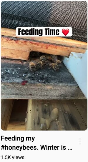 Honeybees feeding under hive entrance during winter.